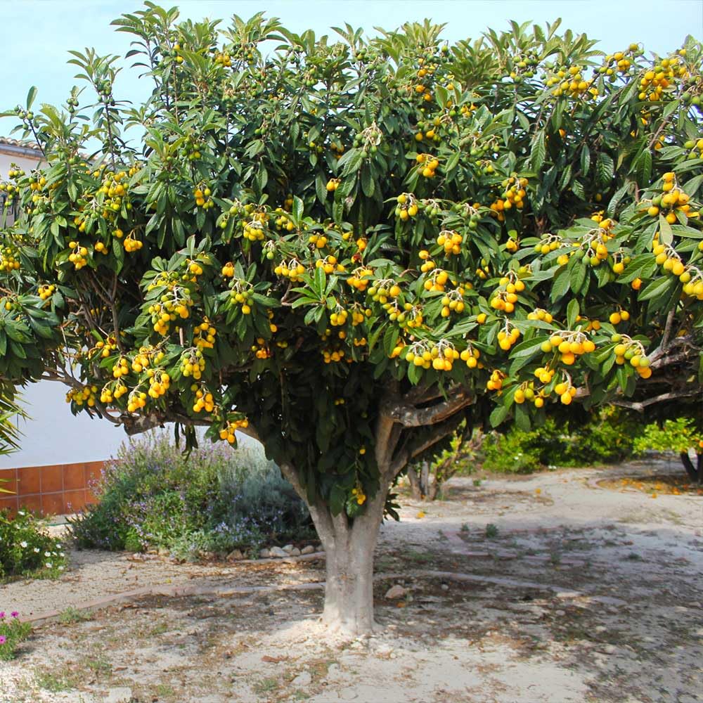 Loquat Tree Live Plant in 4" Pot, 5-9 Inch Tall Fruit Tree Seedling, Hardy Loquat Plant for Outdoor Growing
