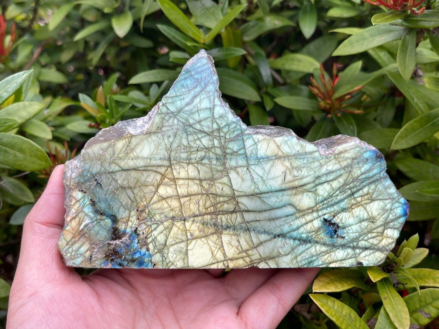 GAF TREASURES XL Raw Labradorite Slab, 3-4" Natural Rough Labradorite Slab, Labradorite Slab Healing Rough Crystal (Labradorite Slab, 0.5-1 lb)