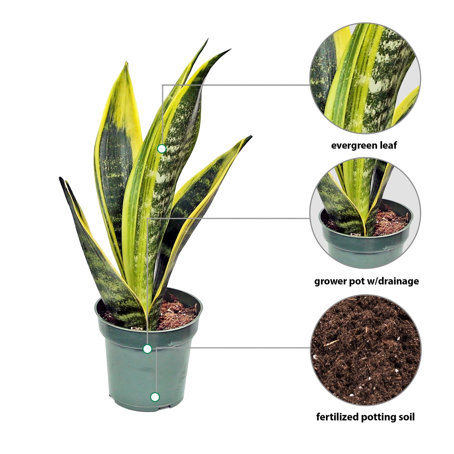 Live Snake Plant, Sansevieria Golden Flame, Mother's Day Gift, Plant Lover Gift, Housewarming Gift, Fully Rooted Houseplant, Variegated Plant, Co-Worker Gift, Birthday Gift in 4" Pot