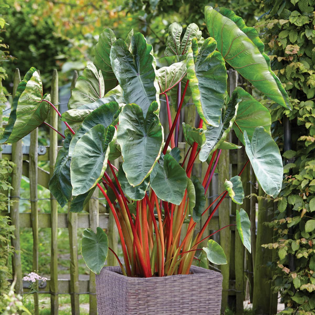 Van Zyverden Elephant Ear Hawaiian Punch Patio Kit with Decorative Rattan Planter, Planting Medium and 1 Root, Green