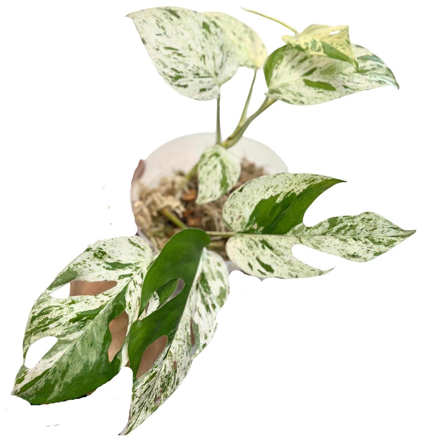 Live Plants 4" Epipremnum Pinnatum Marble - Highly Variegated Leaves - Rare Indoor Plants Live Houseplants for Home, Office, Wedding Decor & Giftable (Heat Pack Included)