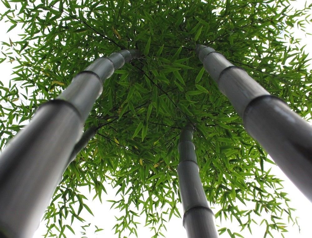 Black Bamboo - Giant Timber Plant - Phyllostachys Nigra t