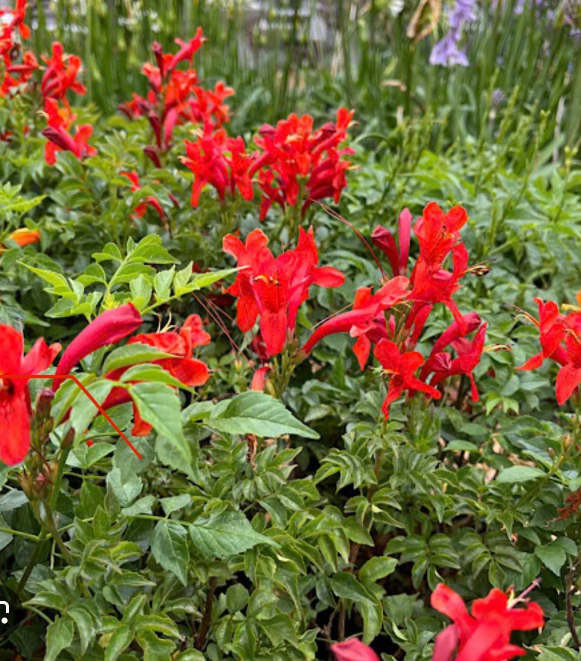 Live Plant - Cape Town Red Tecomariasmall Rooted Starter Planthummingbird Heaven!