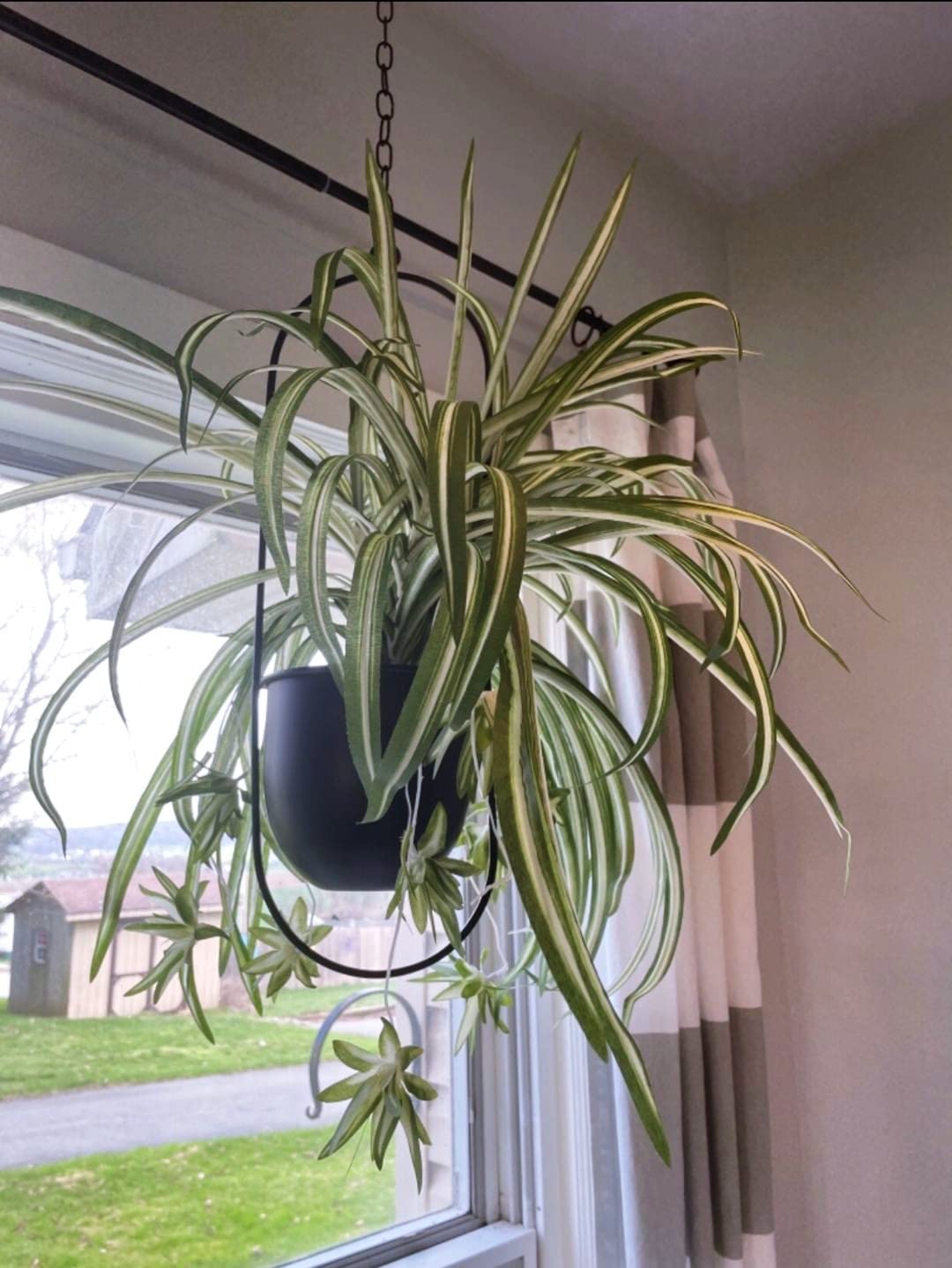 Eco Joy Shineloha 2 Pack Hanging Planters for Indoor Plants with 5.5" Pot + Ceiling Hook | Black Hanging Planter, Metal Plant Hanger, NO Plant incld