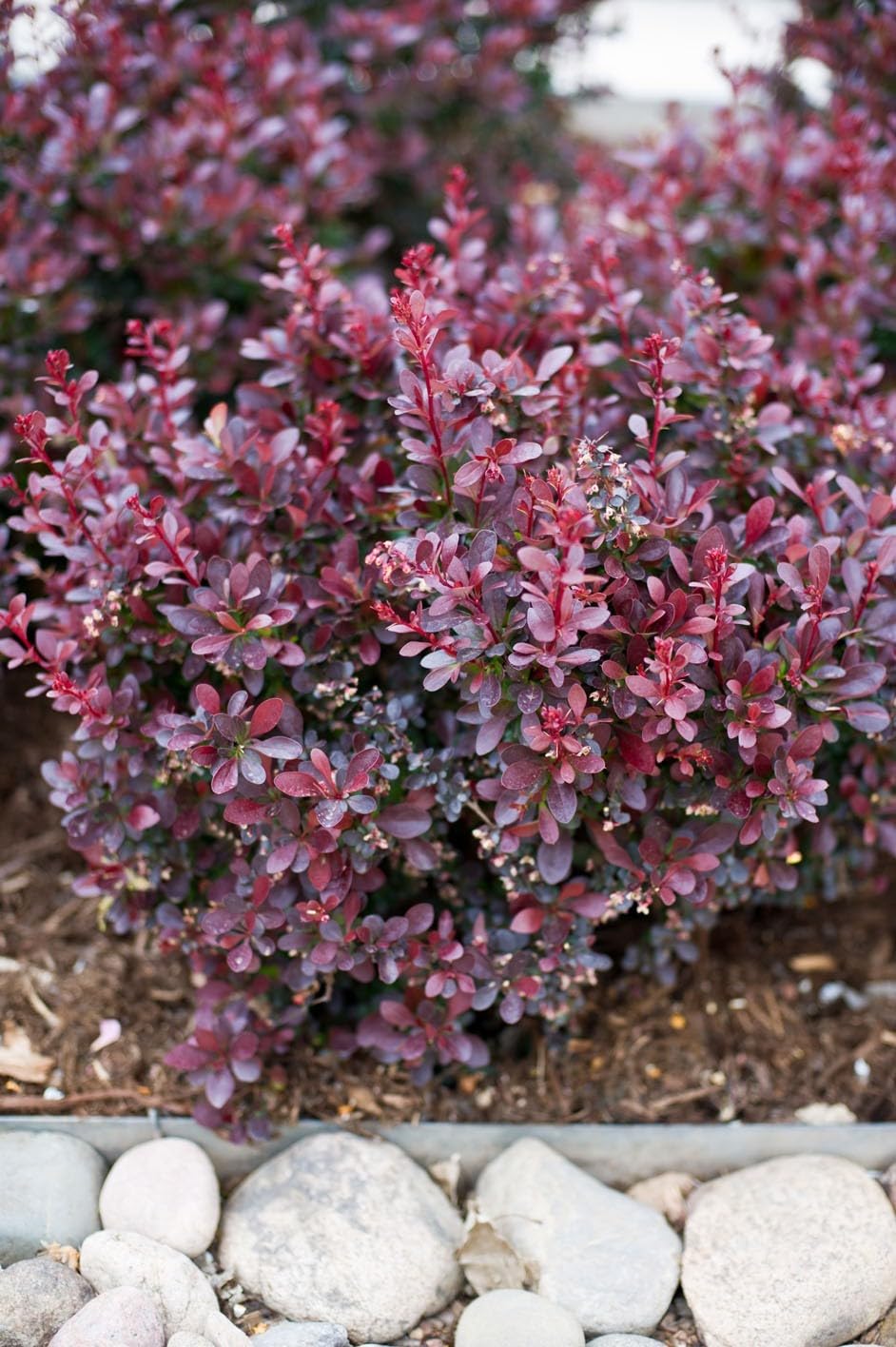 Live Plant - Crimson Pygmy Dwarf Barberry