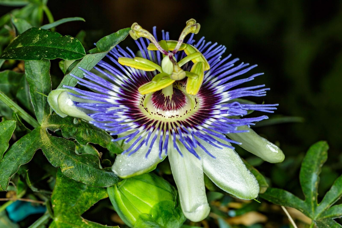 Live Plant - Hardy Blue Crown Passiflora caerulea Passion Flower Small Rooted Starter Plant