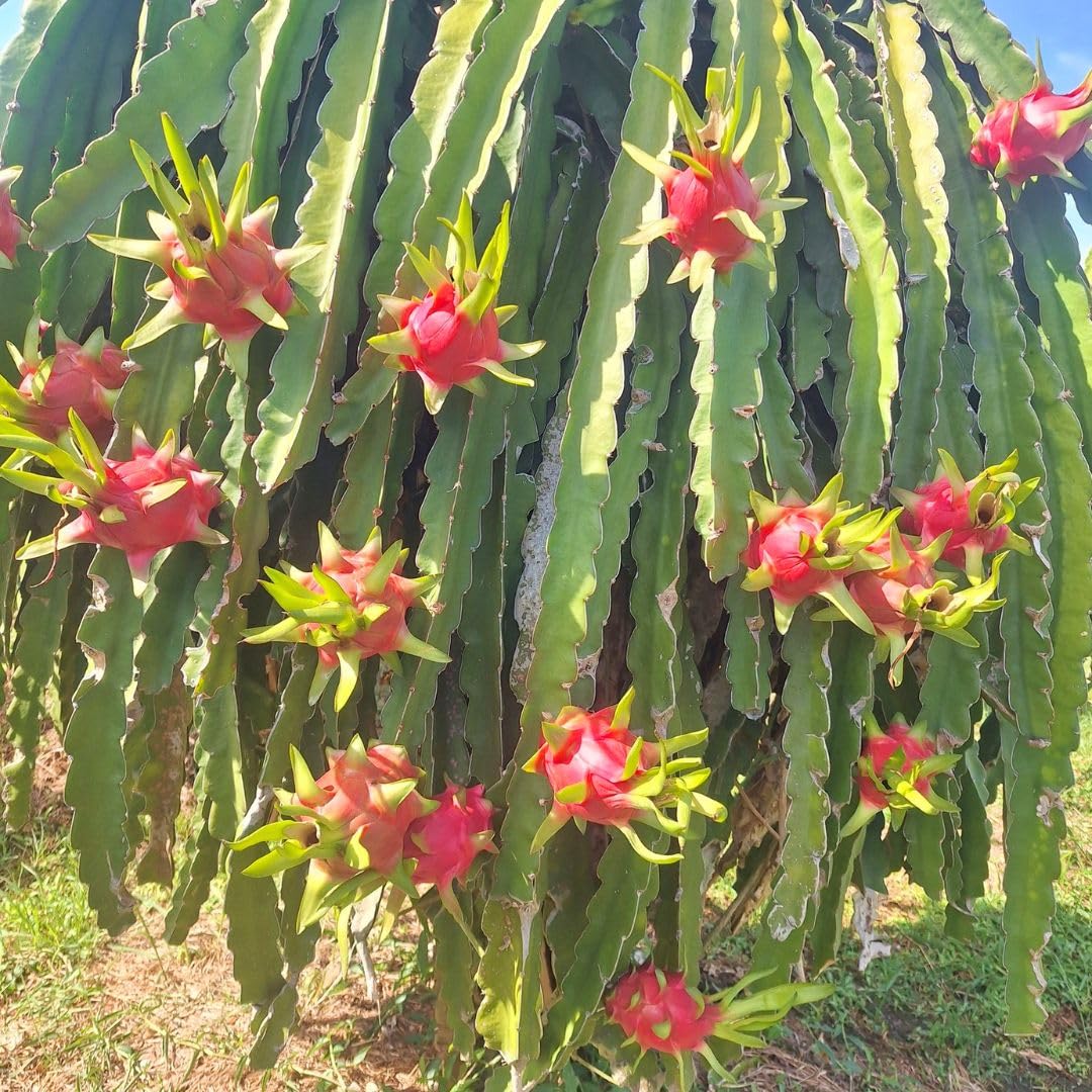 Red Dragon Fruit Live Plant 4 Inch Pot, Sweet Red Dragon Fruit Tree, Tropical Tree for Planting Outdoor