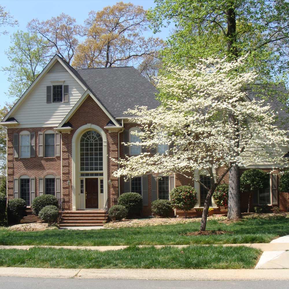Brighter Blooms - White Dogwood Tree, 2-3 ft. - No Shipping to AK, AZ, FL, HI
