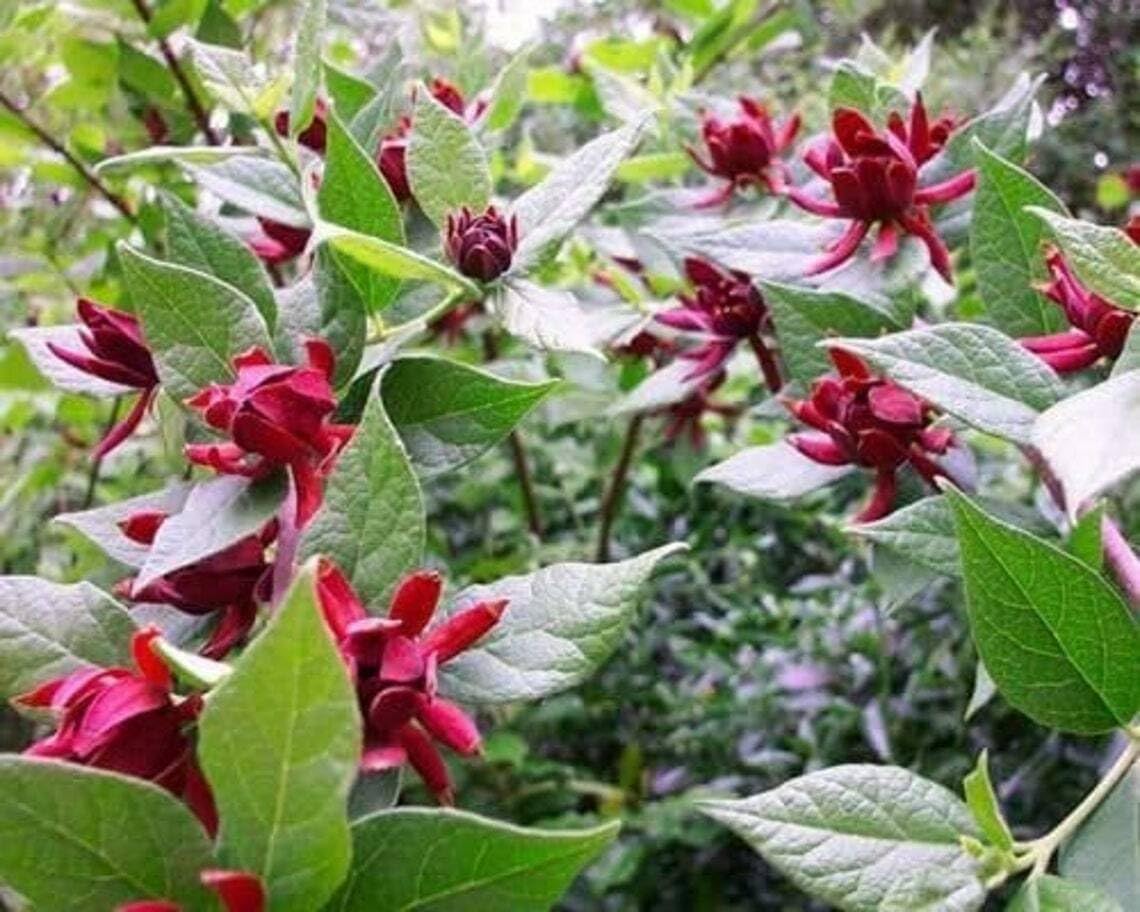 Live Plant - Carolina Allspice/Sweet Shrub - 6-18" Tall Plant - Qt Pot - Calycanthus floridus
