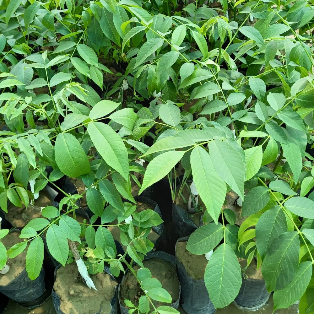 Black Walnut Tree Live Plant in 4" Pot, Hardy Walnut Plant 1 Year Old for Outdoor Planting