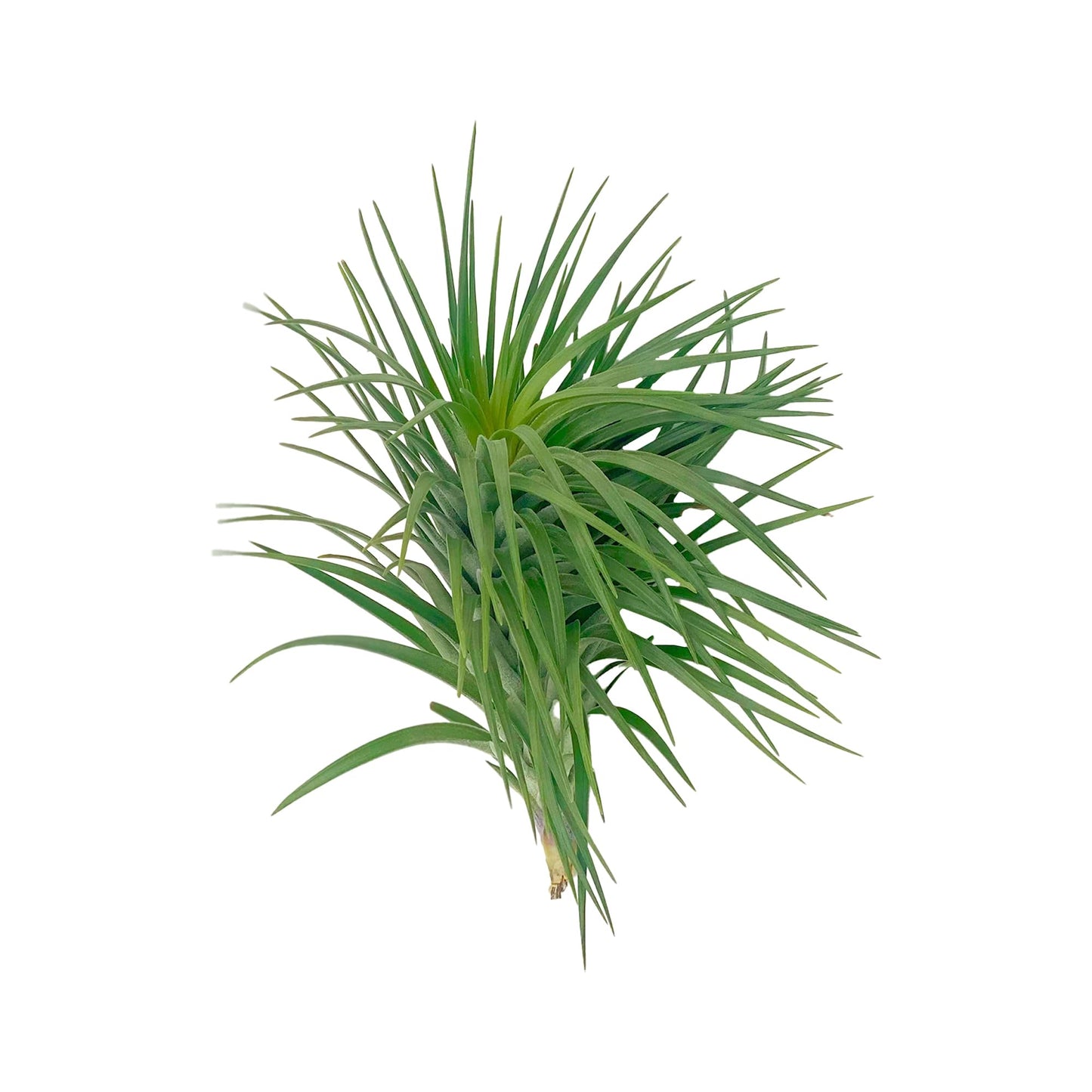 ragnaroc Air Plants - Flowering Tillandsia Pink Paske Large 5" - 2ct - Live Arrival Guaranteed - House Plants for Home Decor & Gift