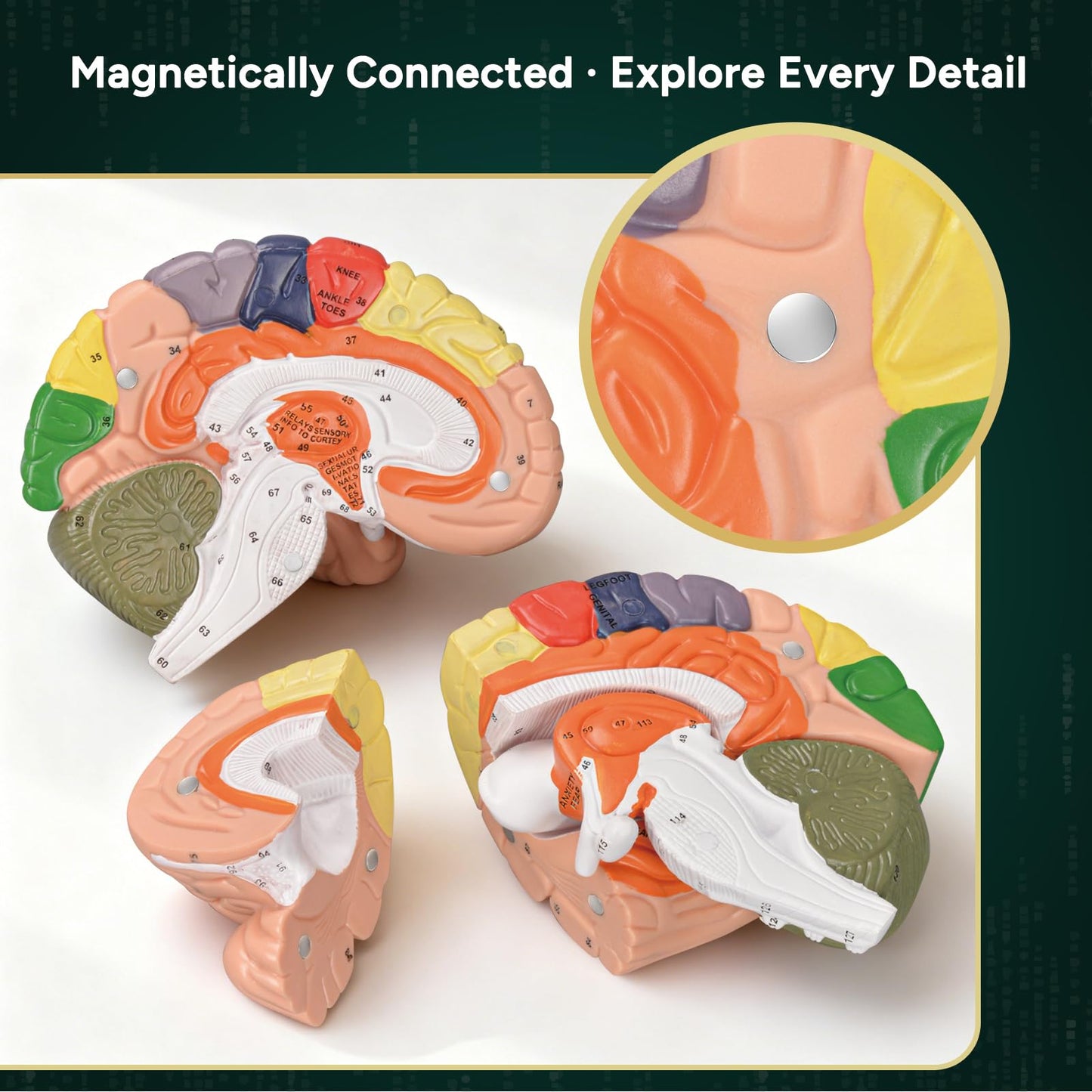 Human Brain Model for Neuroscience, Brain Model Labeled with Study Guide, Anatomy Model for Science Education Study Display