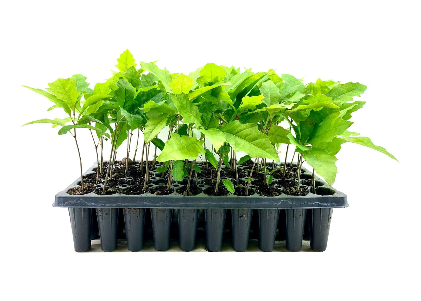 Shumard Red Oak | 3 Live Trees | Quercus Shumardii | Drought Tolerant Weather Resistant Shade Planting