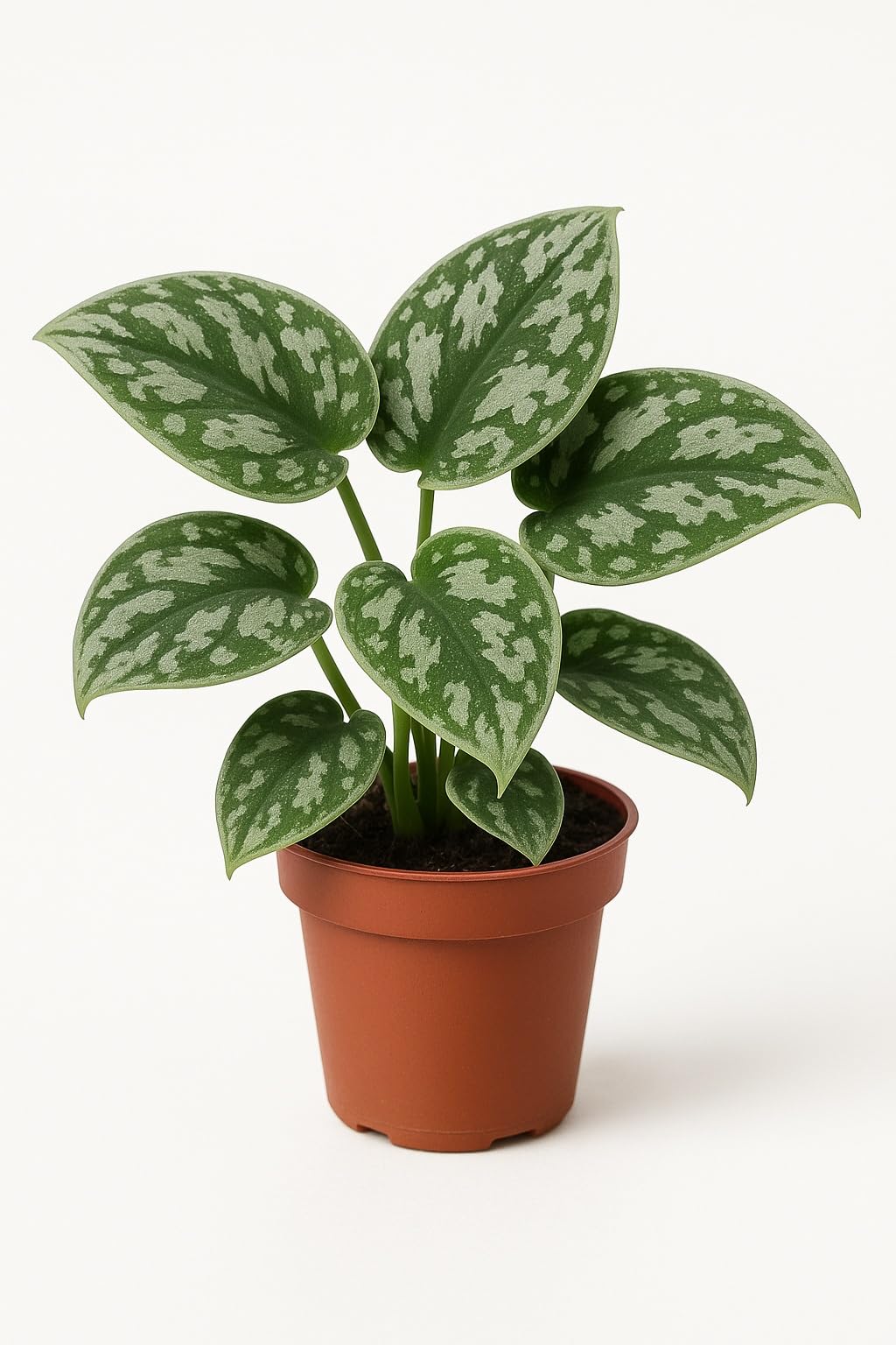 Silver Heart Pothos - 2 Inch Potted and Rooted - Great Indoor Plant - Air Purification - Easy Care