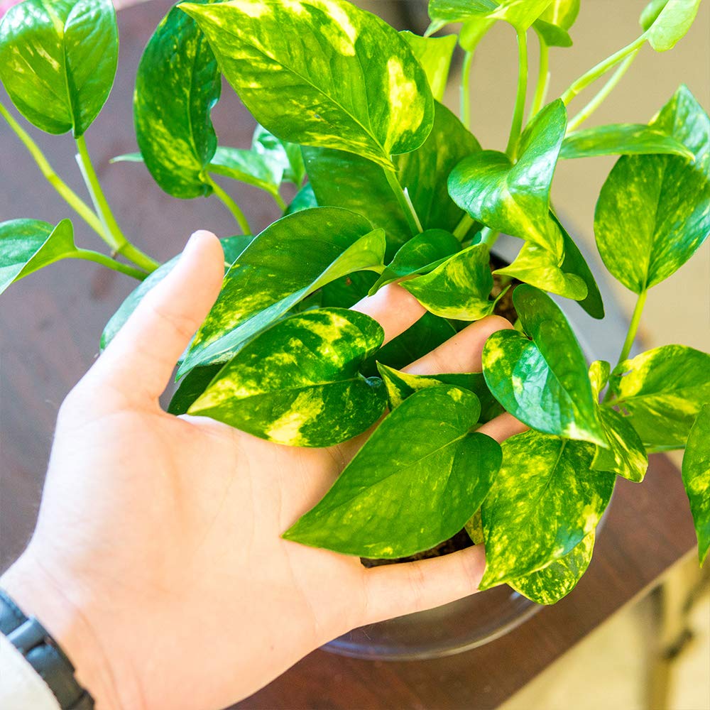 Perfect Plants Golden Pothos 6in. with Midnight Blue Pot | Epipremnum aureum Devil's Ivy | Easy Care Houseplant | Perfect for Low to Moderate Light Conditions | Air Purifying