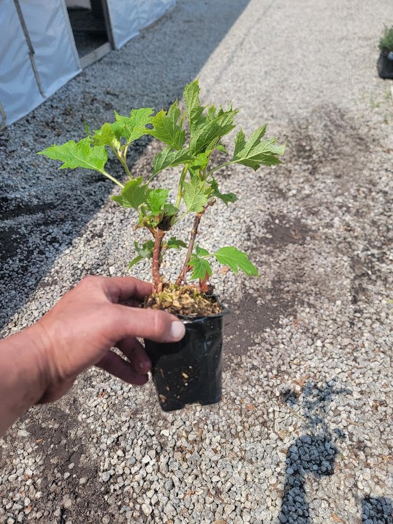 Snow Queen Oakleaf Hydrangea - Live Plant - (1 PT)