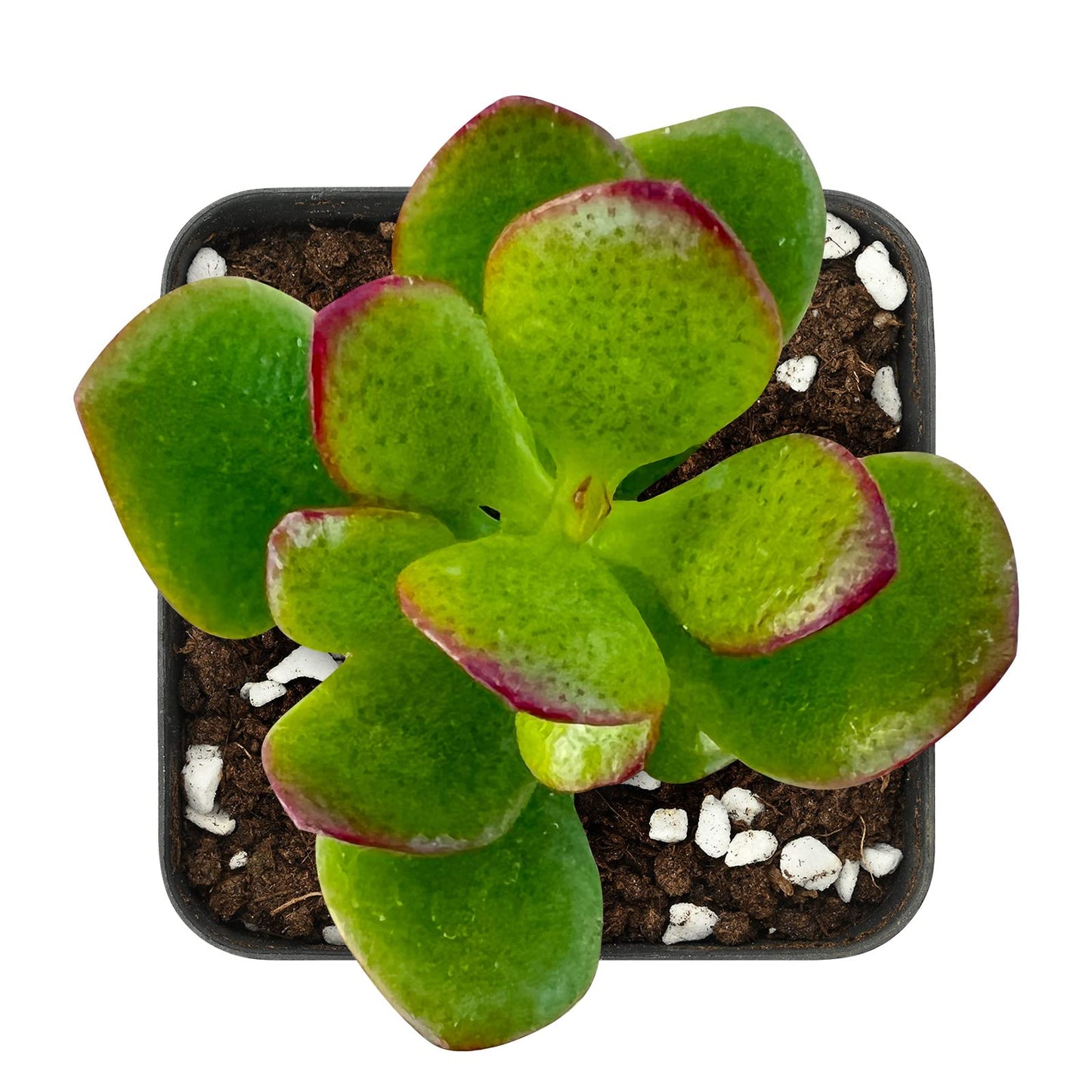 Sprout N Green Dwarf Jade - 2-3" Tall Crassula Ovata Crosby's Compact, Rare Cute Succulent Plant Fully Rooted in 2" Pot, Keep Away from Pets, Easy to Care