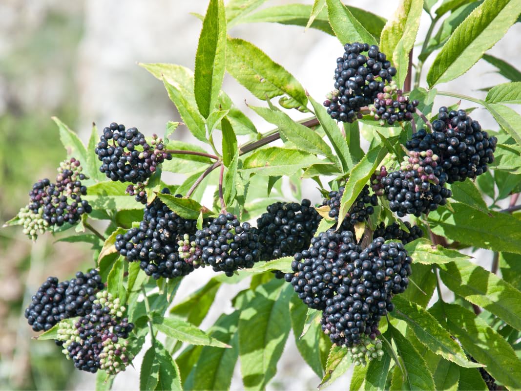3 American Elderberry Trees Live Plant for Planting, Black Elderberry Bush Live Plants, Bareroots 6-12 Inc Tall, Sambucus Canadensis Elderberry Plant Live, Elderberries Fruit Tree