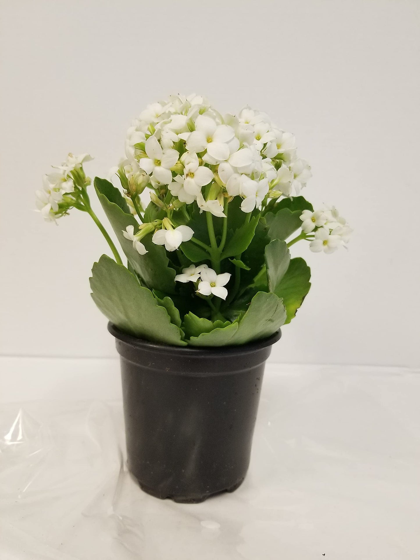 Gifts In Bloom Live White Kalanchoe 4 Inch Plant