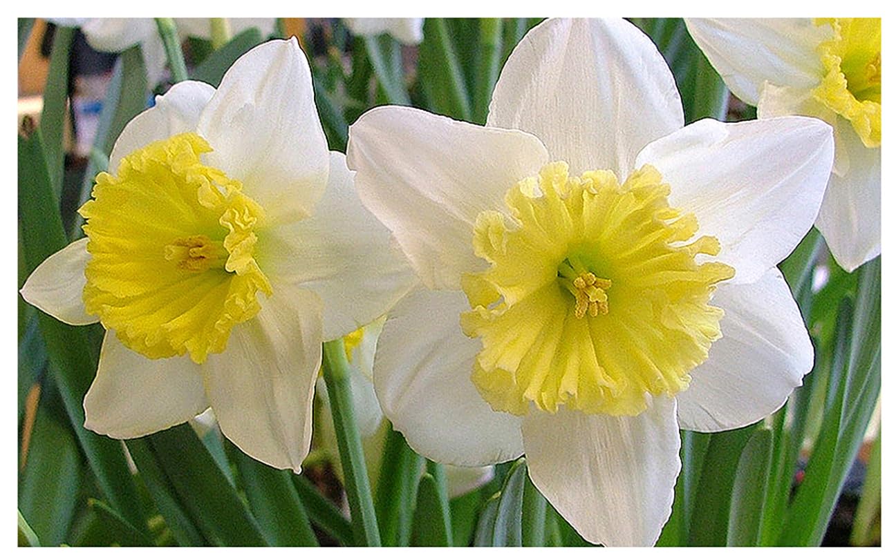5 Jersey Lace Narcissus Bulbs - Top Size Daffodil Bulbs