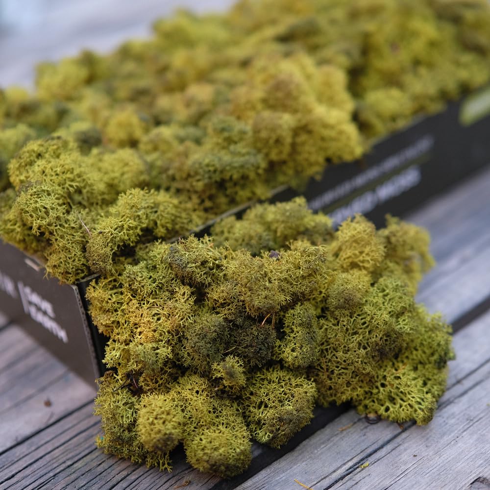 Prefleur Preserved Reindeer Craft Moss Natural DIY Kit Gardenning Art Wall Olive Green Florist Easter Table Decor Wedding(0.85lb)(Green-11)