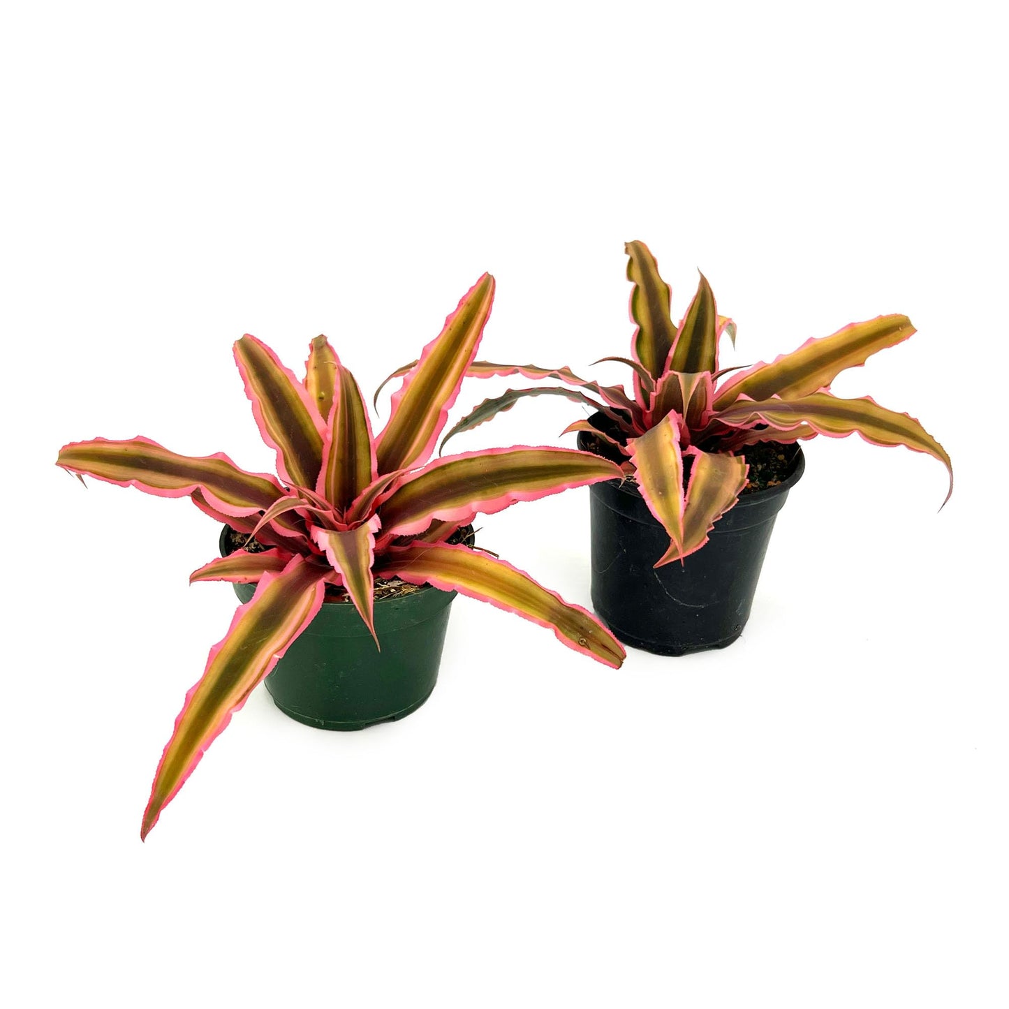 ragnaroc Live Plants – Cryptanthus ‘Pink Star‘, Jumbo 4-8" in 4" Pot - 1ct - Live Arrival Guaranteed - House Plants for Home Decor & Gift