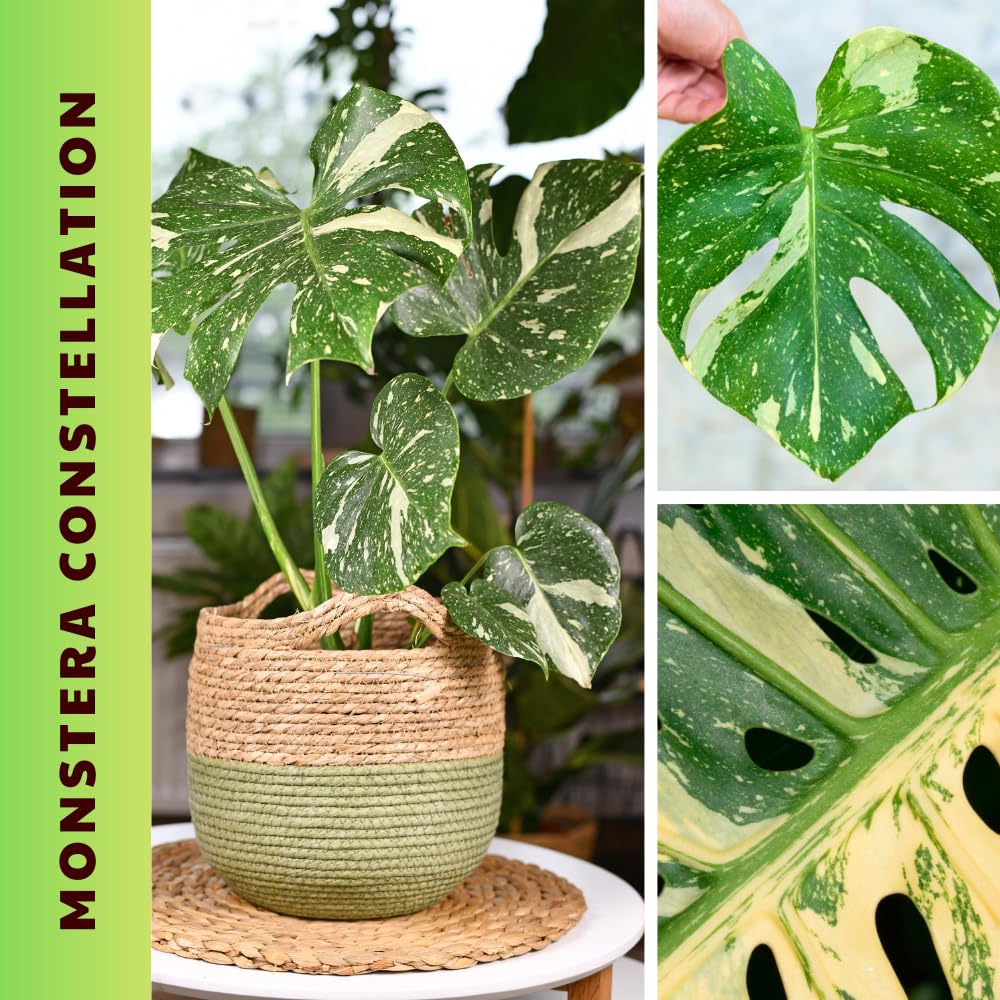 Monstera Plant Live, Starter Plant from 4-6 Inch Tall, Split Leaf Houseplant, Live Monstera Plants Indoor (Constellation)