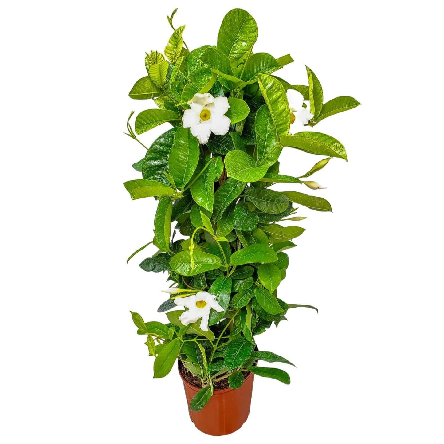 Live Mandevilla Vine Plant - Trellis - White Giant - Tropical Plants of Florida - Overall Height 36" (Plant Only)