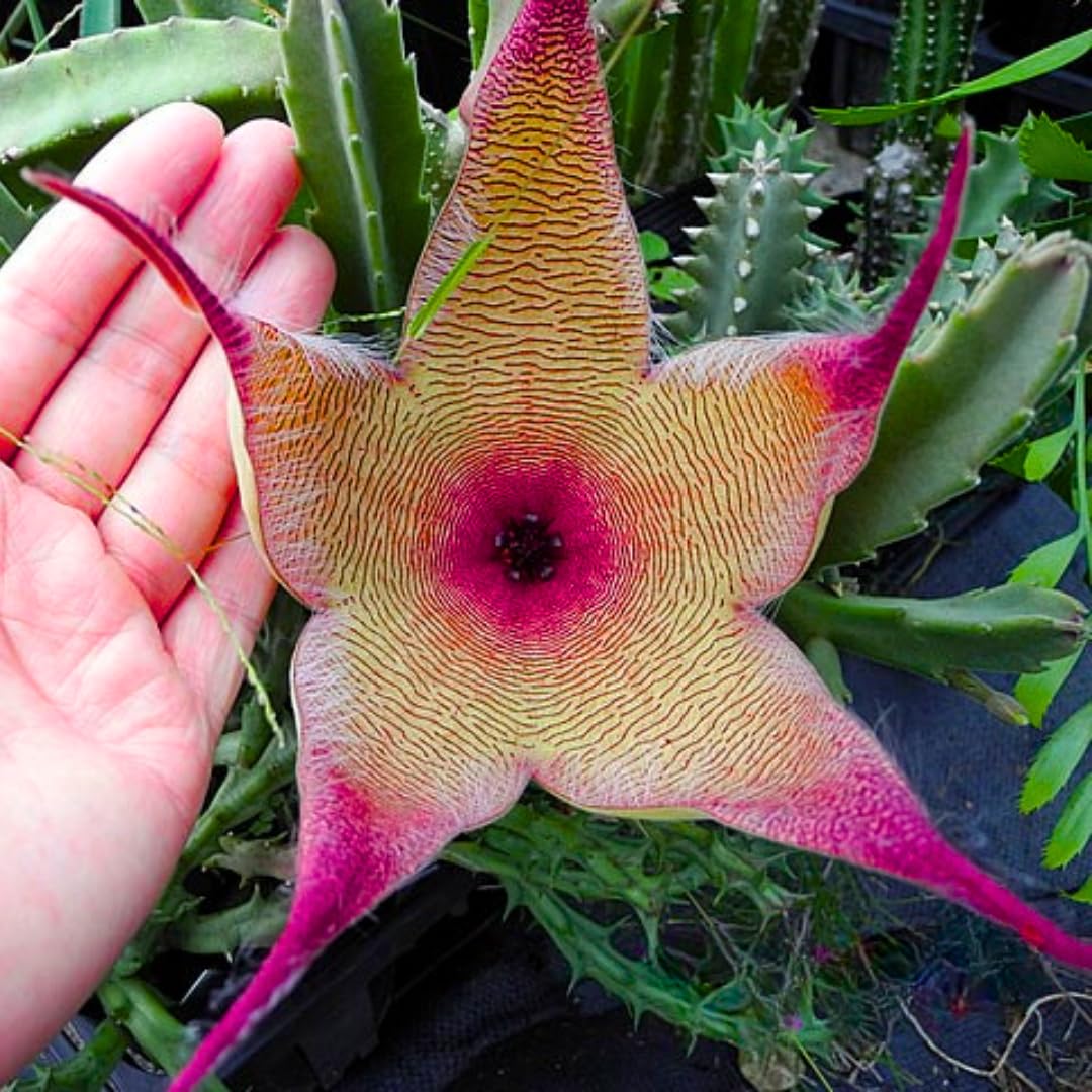 Sets 2 Rare Starfish Cactus Plant Live in 2" Pot, Small Cactus Succulent Well Rooted 4-8 Inch Tall, Ornamental Houseplant for Hanging Basket Trailing