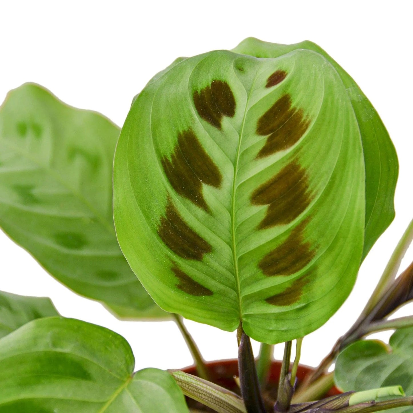 Maranta Leuconeura | Live Plant for Indoor & Outdoor | for Living Room, Office, Bathroom | (4" Pot)