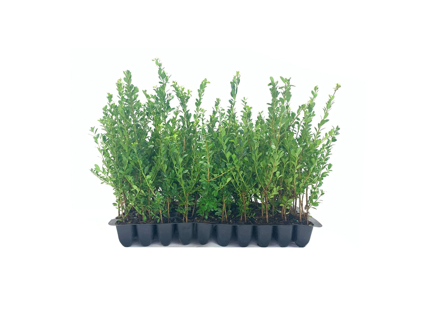 Ilex Compacta Crenata Japanese Holly | 10 Live Plants | Low Maintenance Evergreen Foundation Shrub