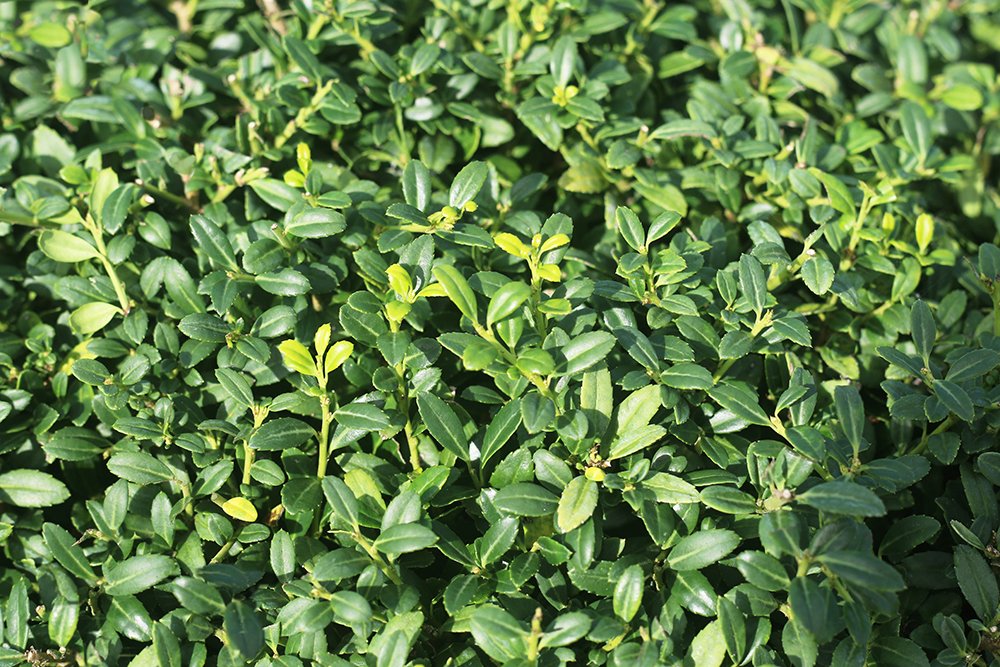Soft Touch Holly - Size: 1 Gallon, Live Plant, Includes Special Blend Fertilizer & Planting Guide