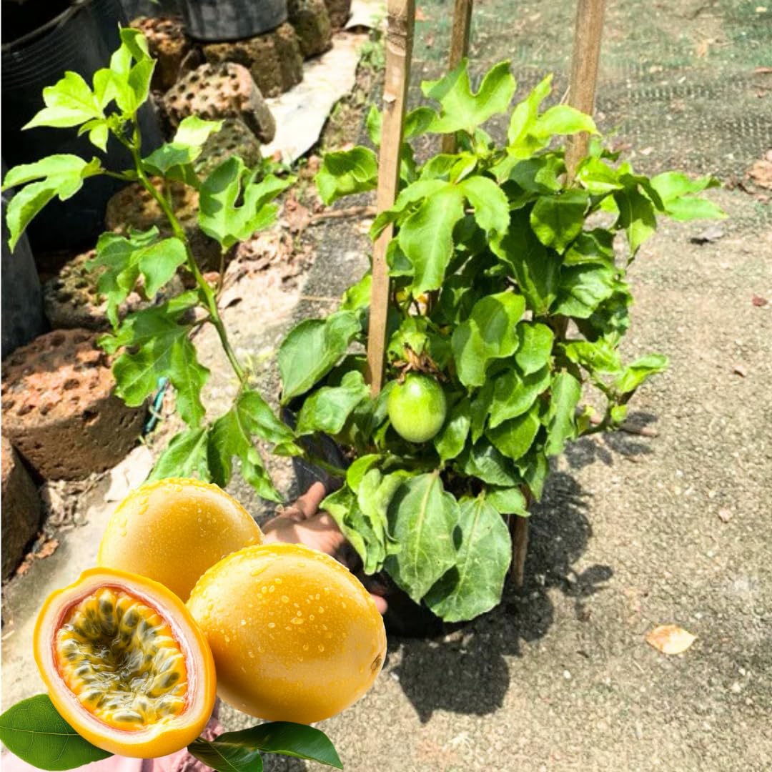 Yellow Passion Fruit Tree Live Plant, Yellow Passionfruit Vine Starter Plant from 5 Inc Tall, Passion Fruit Plant Live