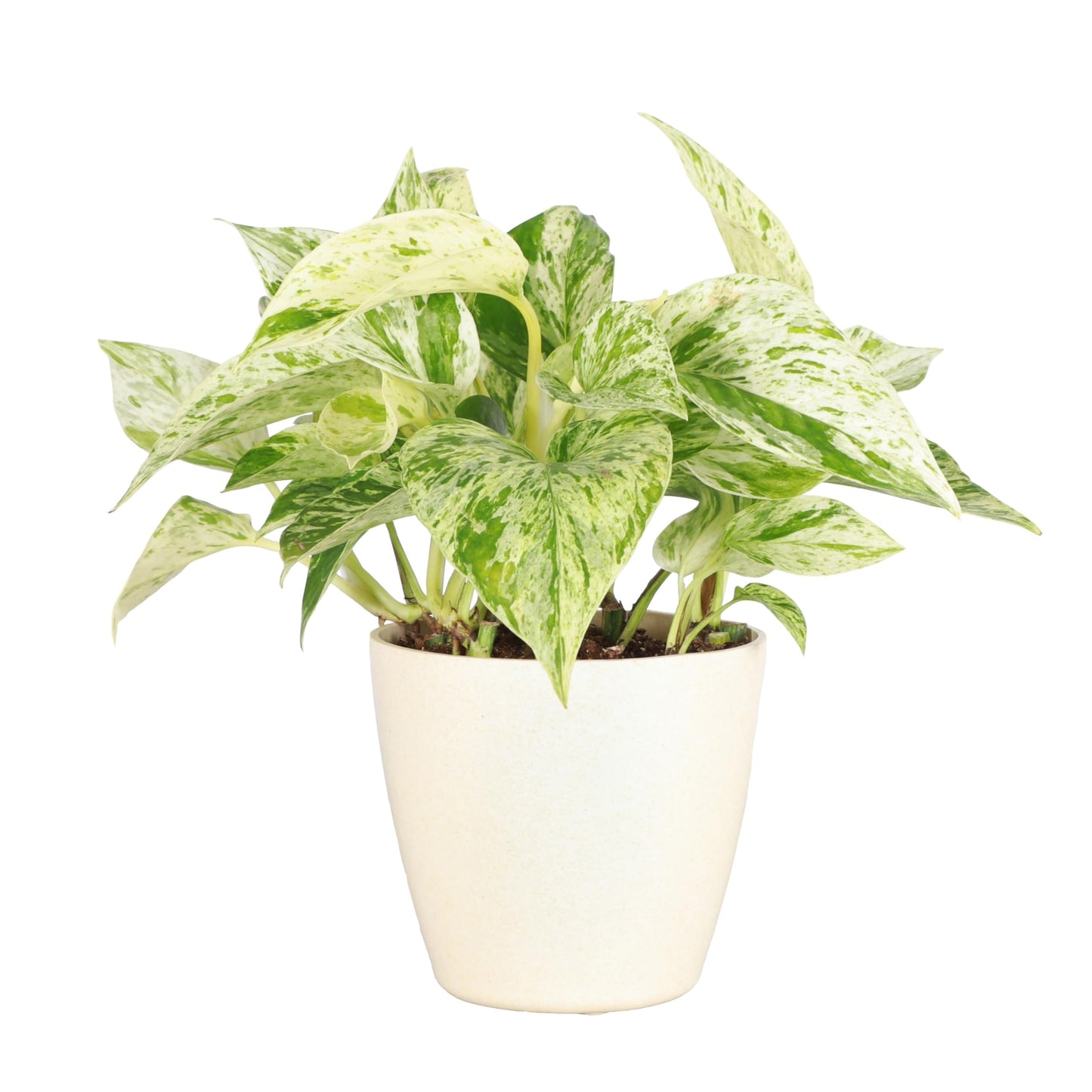 Thorsen's Greenhouse Marble Queen Pothos, Live Indoor Plant, Easy to Grow, Rare Variegated Houseplant, Natural Air Purifier, 4-inch Diameter Pot (Natural)