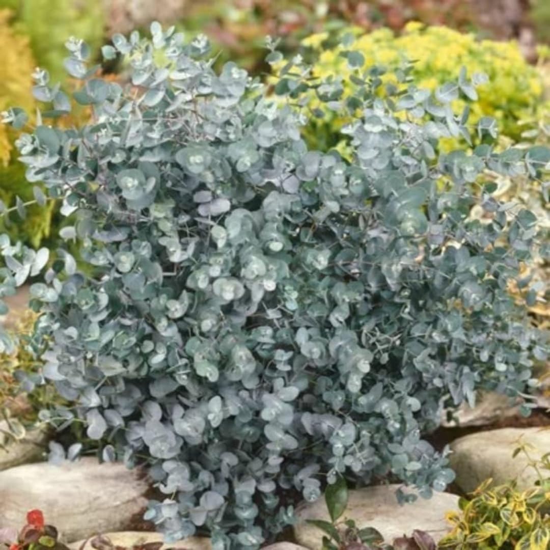 Live Eucalyptus Eucalyptus Plant Tree, Indoor Outdoor Fragrant Baby Blue Eucalyptus 5-9 Inc Tall, No Pot