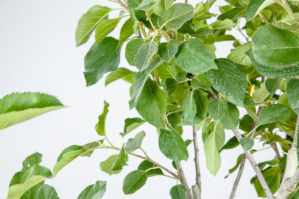 Fuji Apple Tree - Size: 3-4 ft, Live Plant, Includes Special Blend Fertilizer & Planting Guide