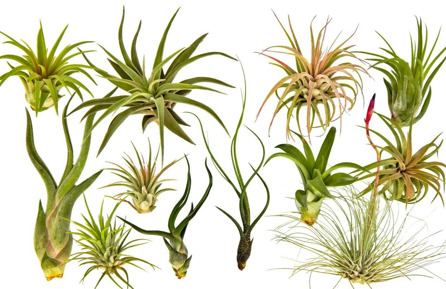 It Blooms Rainforest Grown 12 Pack Assorted Air Plants - Live Tillandsia - Easy Care House Plants -