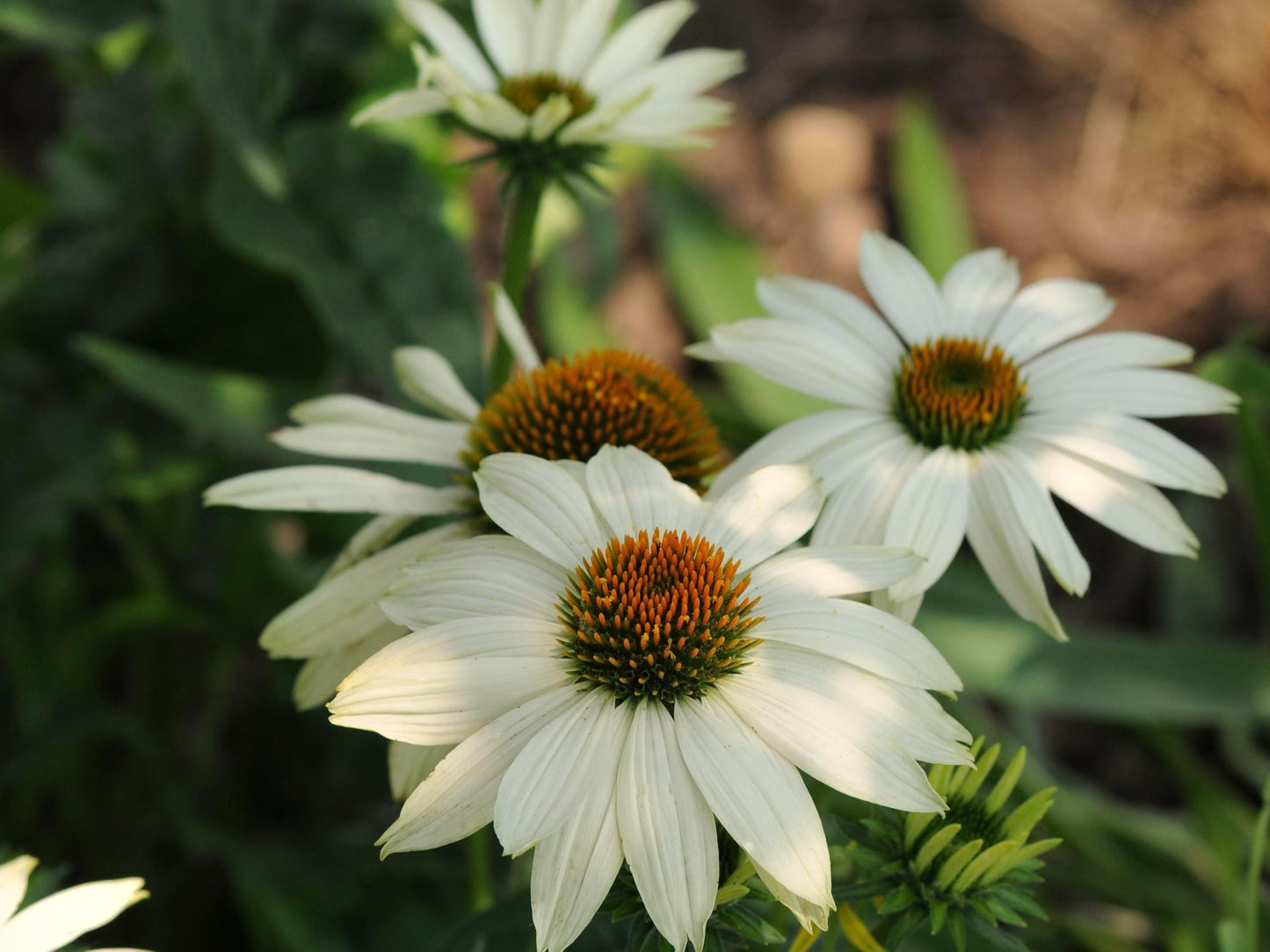 Greenwood Nursery: Live Perennial Plants - Pow Wow White Coneflower + Echinacea Purpurea - [Qty: 1x Pint Pot] - (Click for Other Available Plants/Quantities)