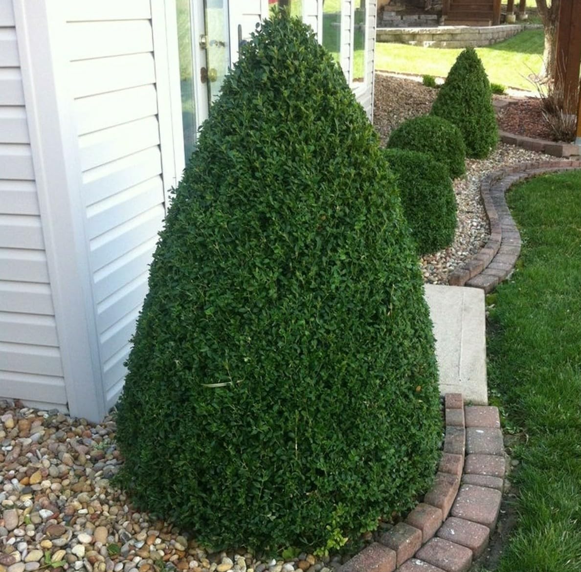 Live Plant - Green Mountain Boxwood Shrub/Bush - Live Potted Plant - 6-12" Tall - Quart Pot