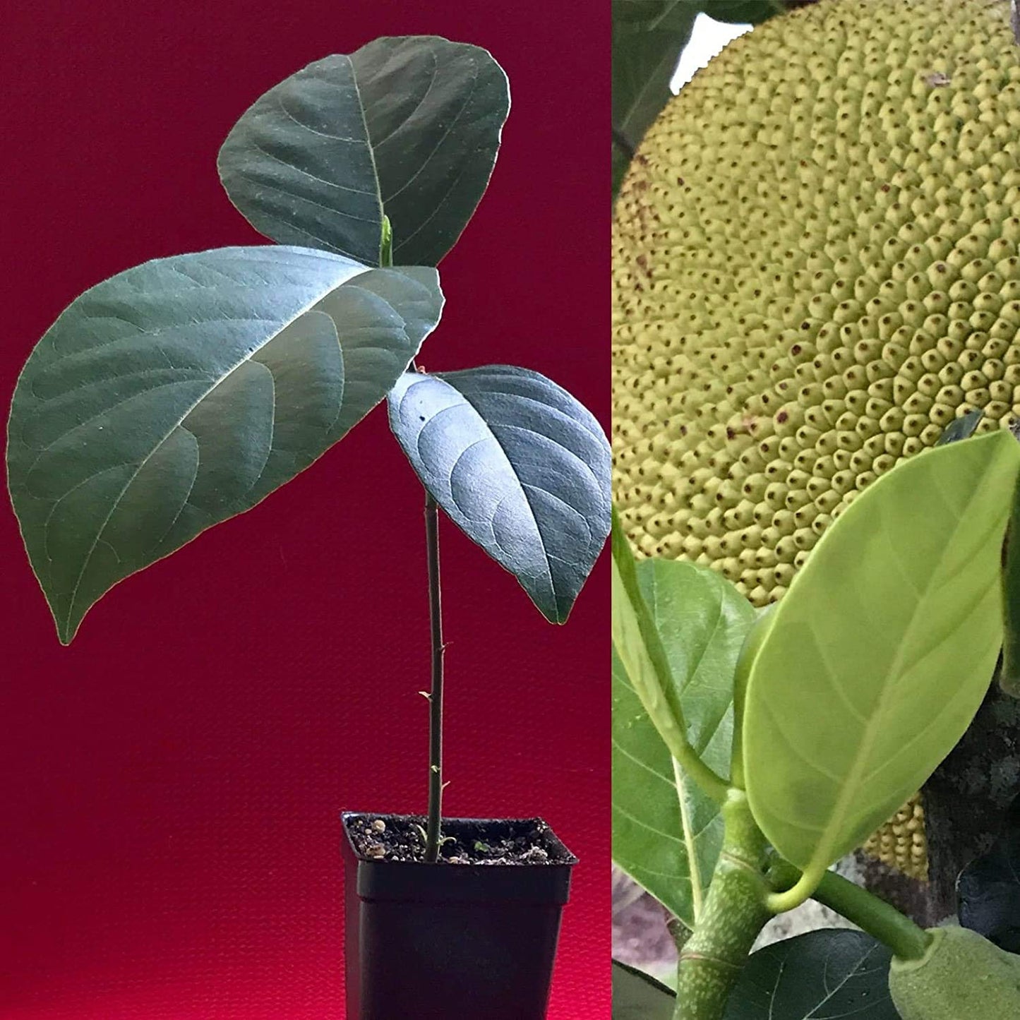 Healthy Live Plant of Jackfruit Artocarpus Heterophyllus Jack Fruit Seedling Plant Tree 7-12"