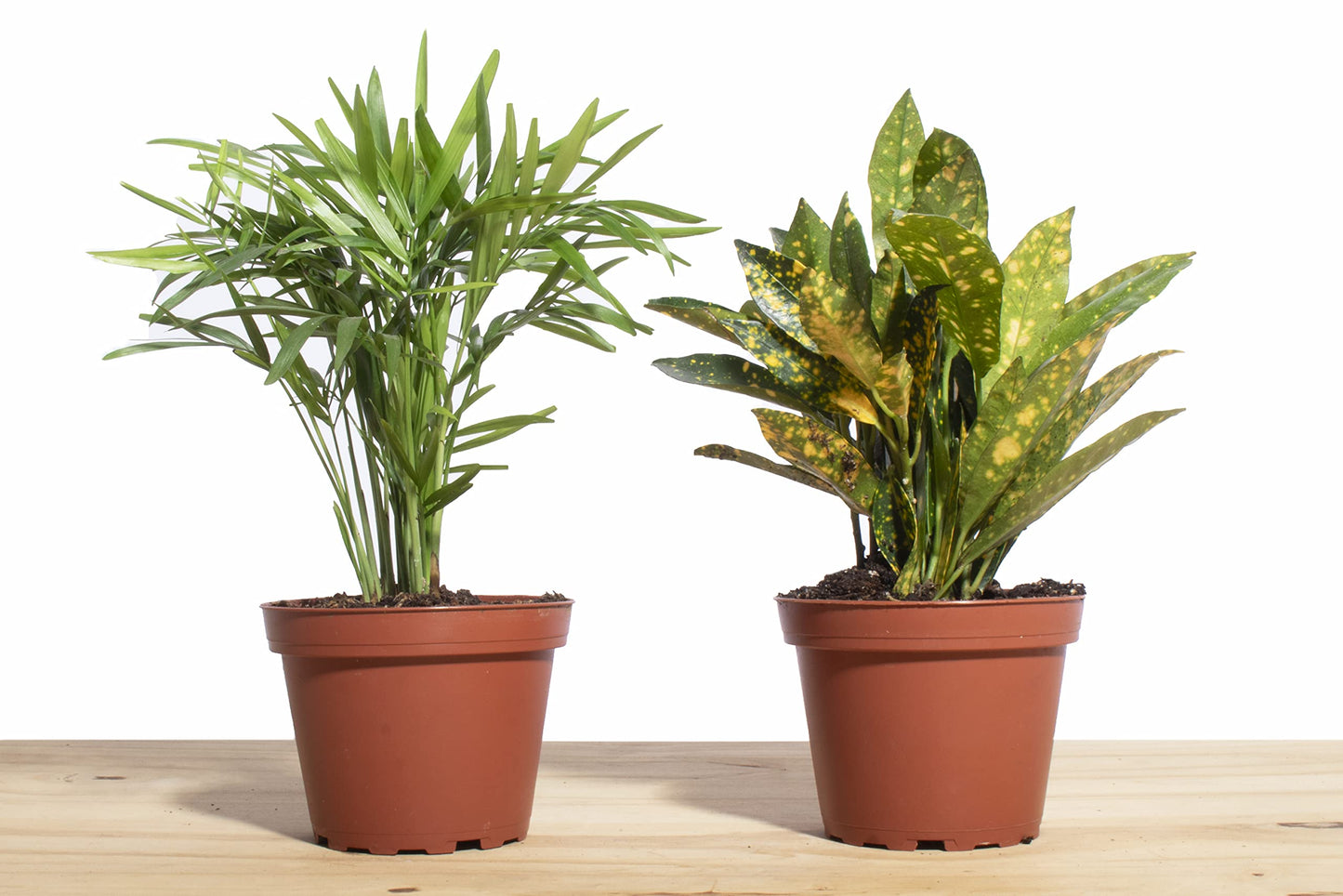 Shop Succulents | Standing Collection | Hand Selected, Air Purifying Live Indoor House Plant, Croton Petra & Parlor Palm