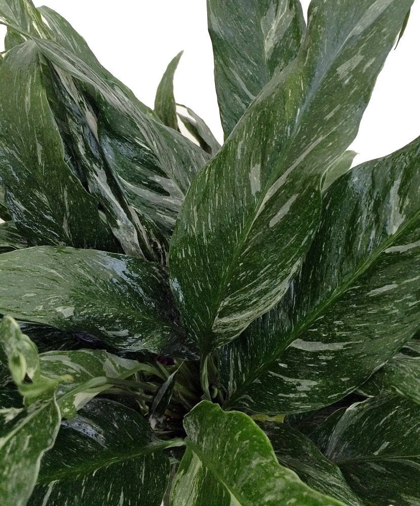 Disco Peace Lily Plant - Spathyphyllium - New - Easy - 6" Pot