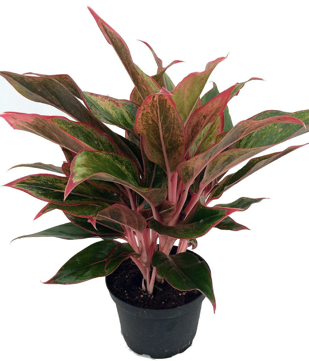 Siam Aurora Chinese Evergreen Plant - Aglaonema - Grows in Dim Light - 5" Pot