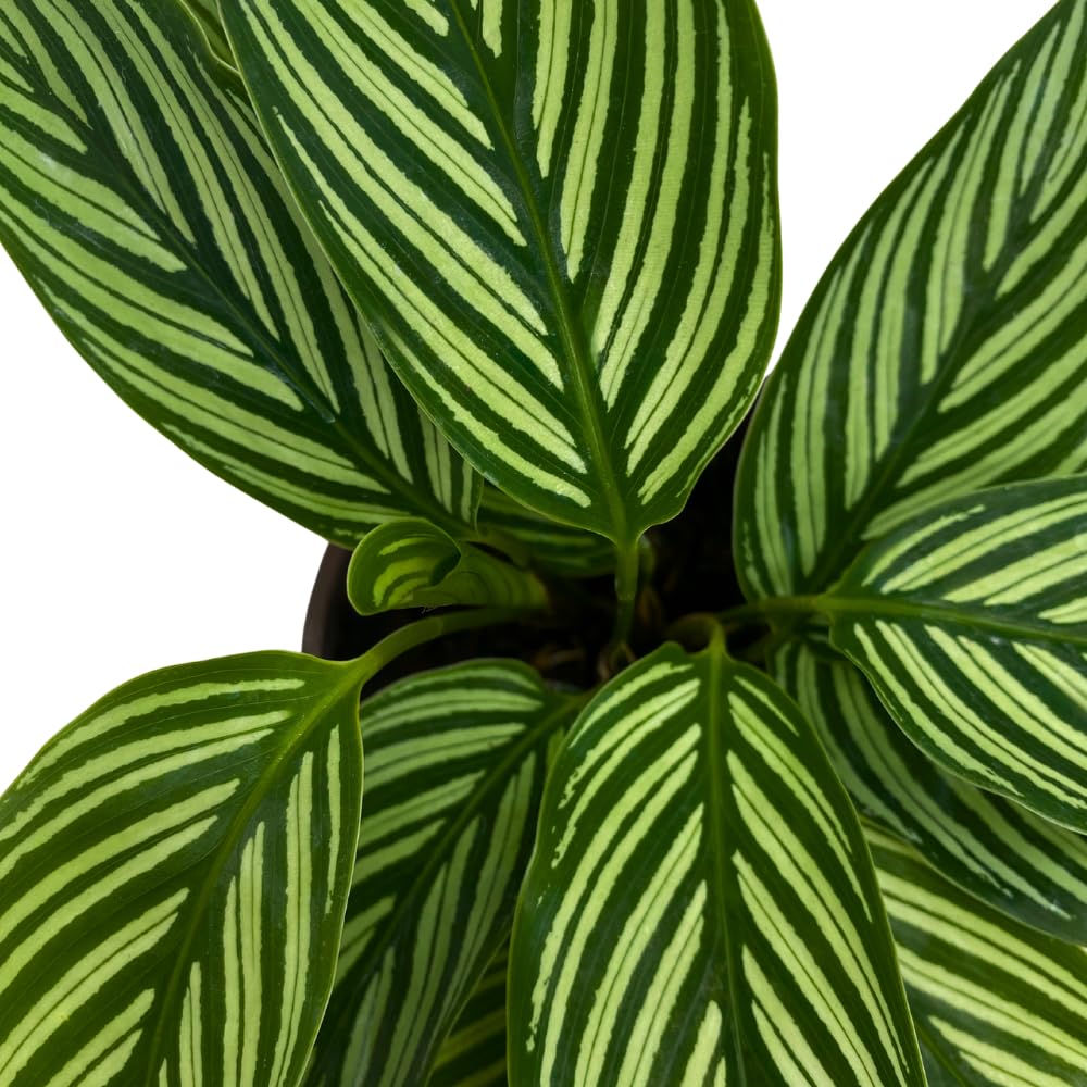 BubbleBlooms Calathea Vittata, in a 4 inch Pot, Zebra Peacock Cathedral Plant