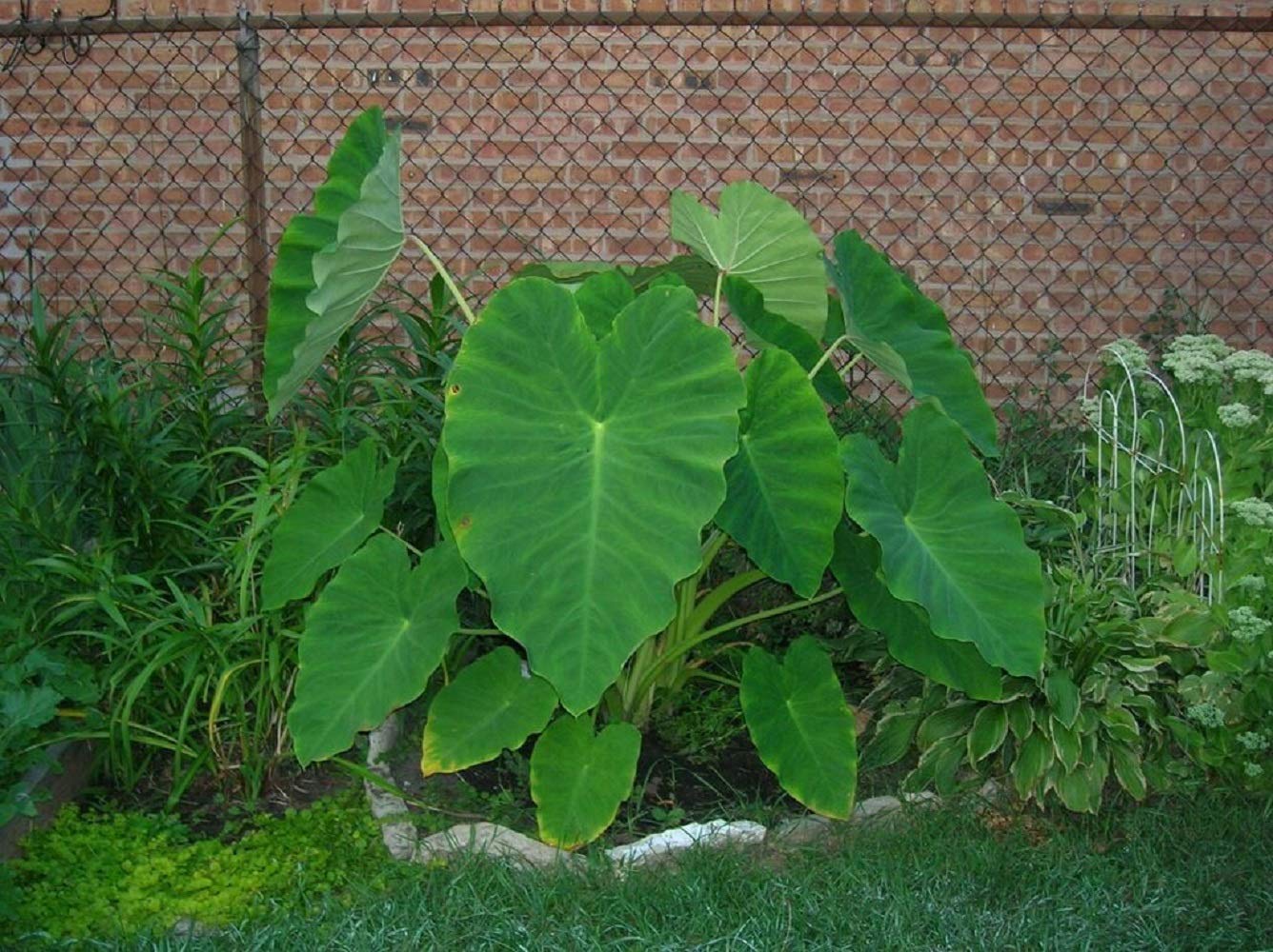 6 Live Colocasia Esculenta Elephant Ear Taro Gabi Kalo Eddo Bulbs #TSMN