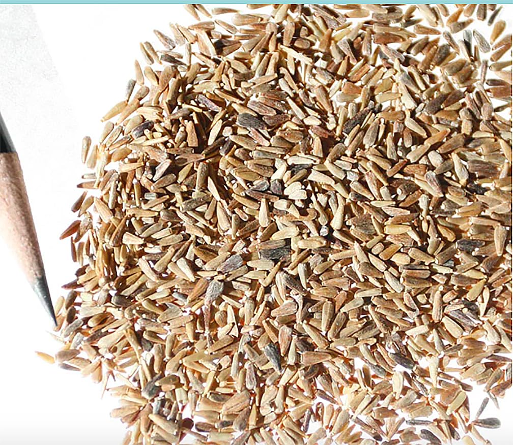 Ostrich Plumed Crego Mix Aster Seeds - 1000 Seeds