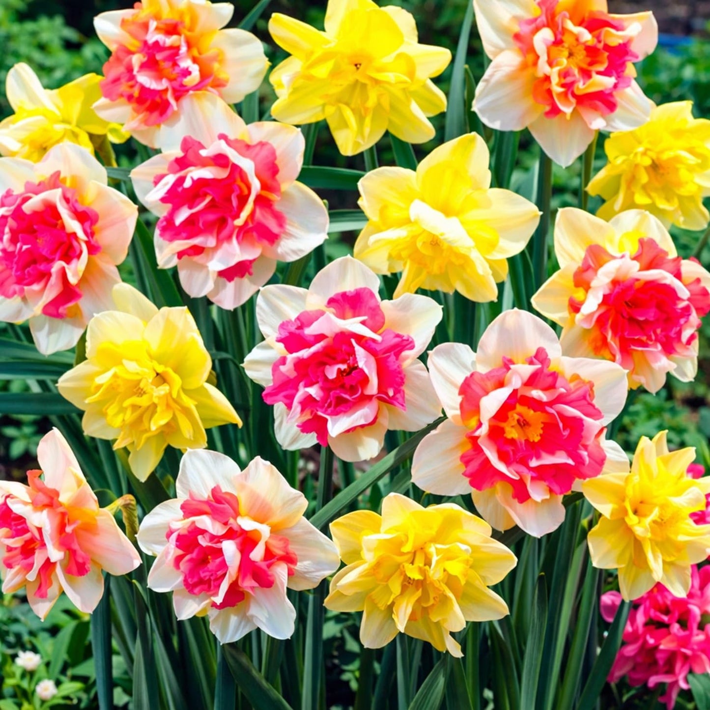 Pink Champagne Double Daffodil Bulbs – Pink & Yellow Ruffled Blooms – Spring Flowering Narcissus – Perennial Garden Bulbs (5 Bulbs)