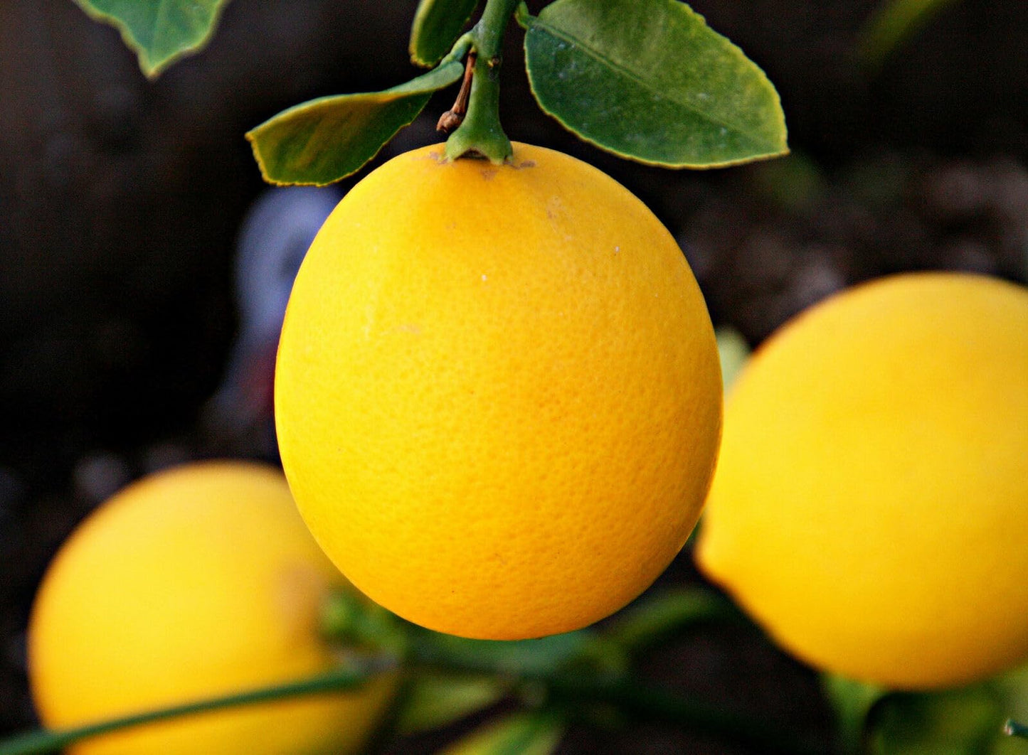 Live Meyer Lemon Tree - 2-5 Inch Tall Live Plant - Potted Seedling - Yellow Lemon Fruit Plant - Citrus x meyeri