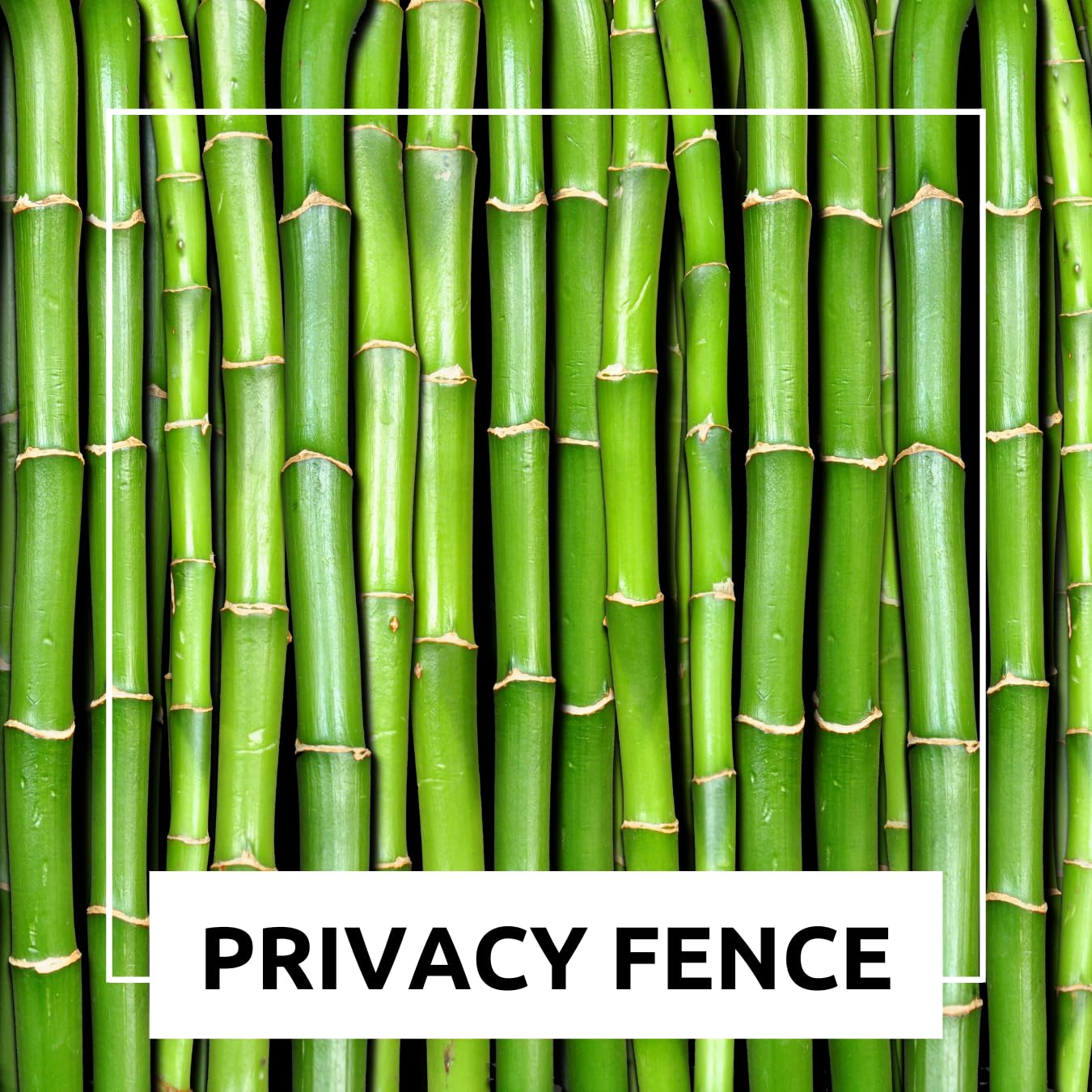 1,000+ Fresh Giant Bamboo Seeds for Planting - Quick Growth and Winter Hardy Privacy Screen, Good for Environment