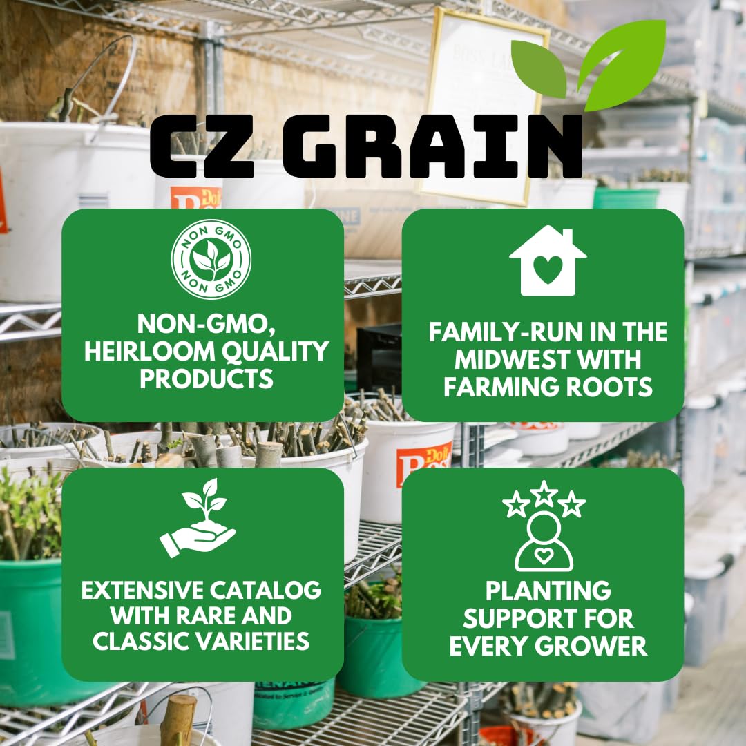 Blue Spruce Seeds for Planting | 50 Seeds | Colorado Blue Spruce, Picea pungens glauca | Attractive Trees for Privacy or Landscaping | Distinctive Leaves